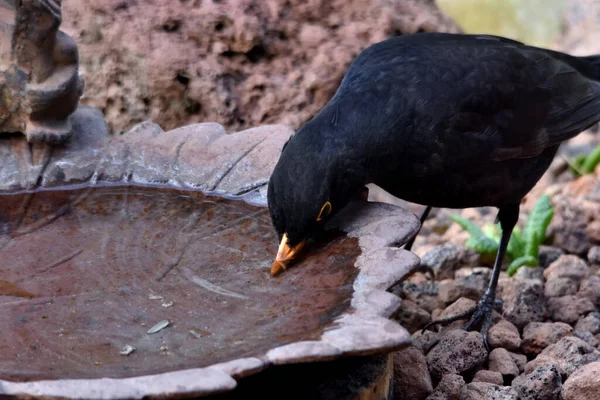 Close Van Een Meeuw Zittend Grond Kijkend Naar Camera — Stockfoto