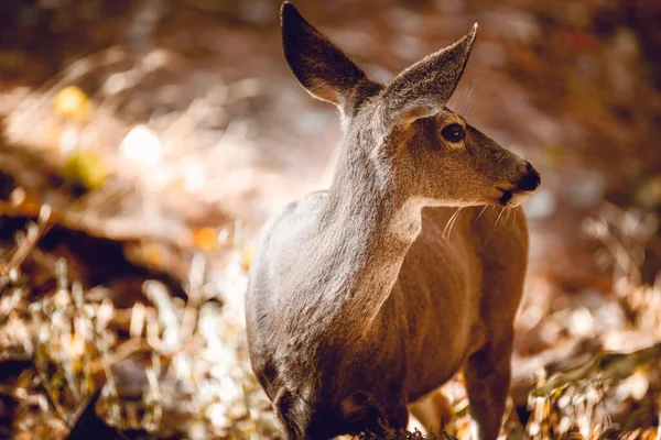 Closeup Shot Deer Forest — Stock Photo, Image