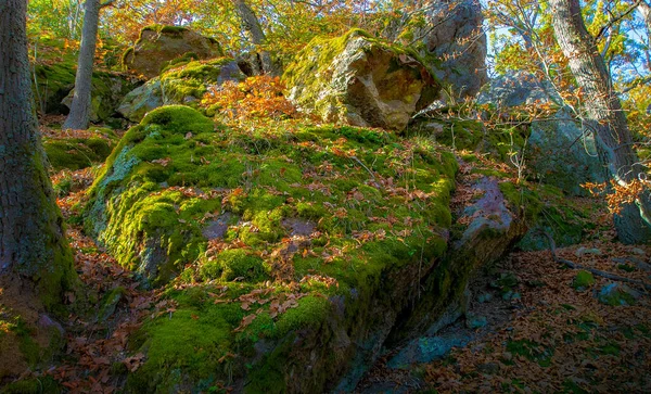 Bela Floresta Outono Com Musgo Árvores — Fotografia de Stock