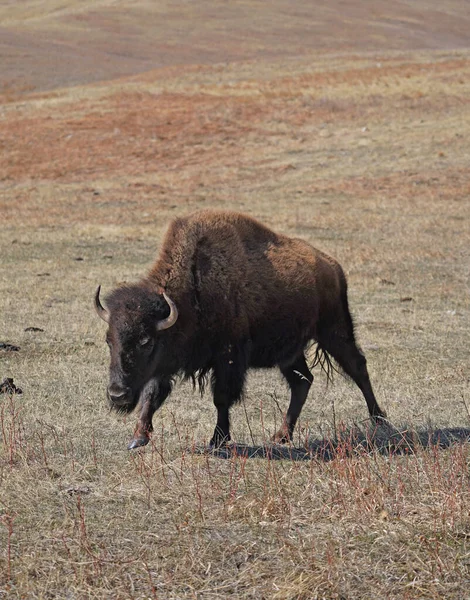Bison Dans Nature — Photo