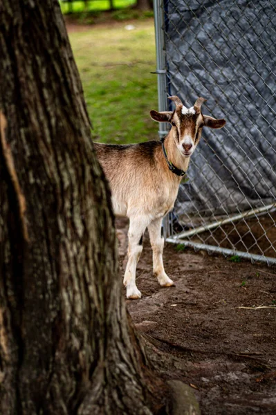 Goat Zoo — Stock Photo, Image