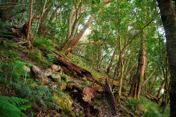 ジャングルの緑の森 — ストック写真