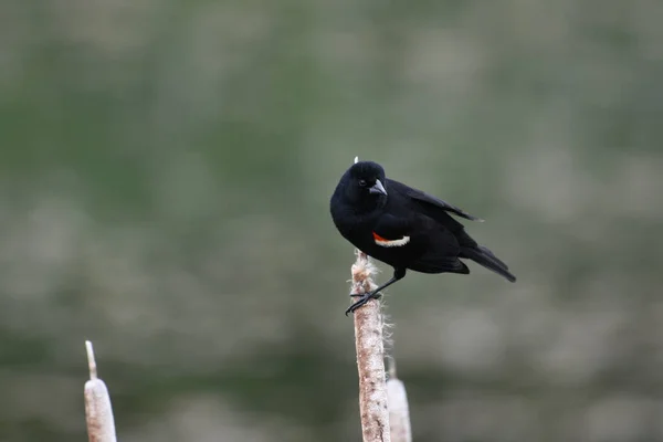 树上的黑乌鸦 — 图库照片