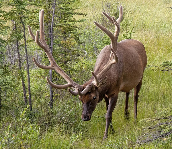 Large Elk Forest — Stock Photo, Image