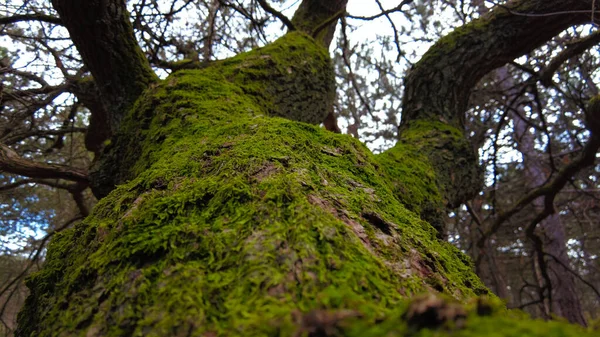 Musgo Verde Bosque —  Fotos de Stock