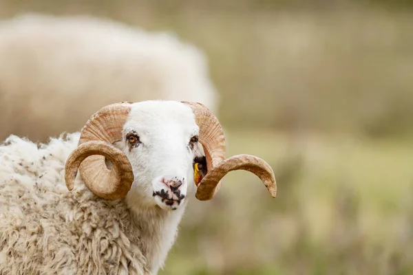 Schapen Het Veld — Stockfoto