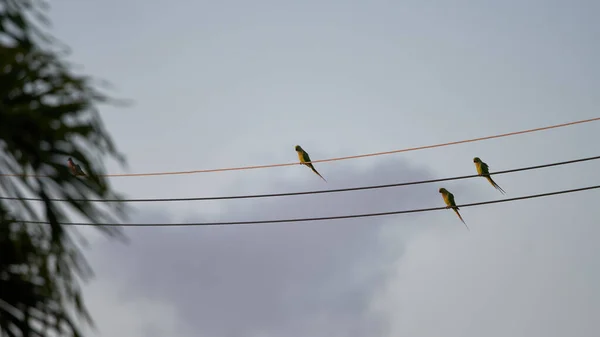 Vogel Auf Den Drähten — Stockfoto