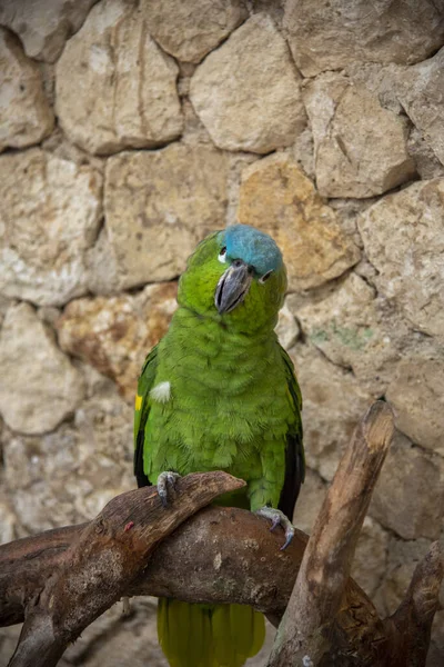 Bir Dalda Oturan Yeşil Beyaz Bir Papağanın Yakın Plan Fotoğrafı — Stok fotoğraf