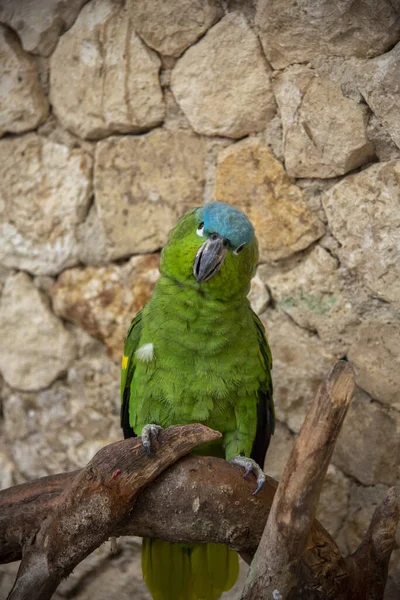 Plan Rapproché Perroquet Vert Blanc Assis Sur Une Branche — Photo