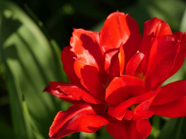Schöne Rote Tulpe Garten — Stockfoto