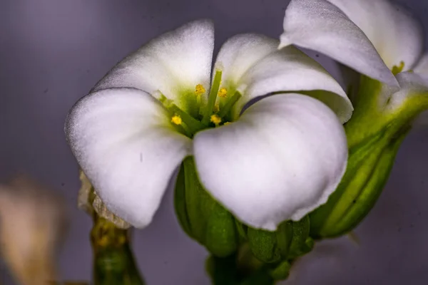 Krásný Botanický Záběr Přírodní Tapety — Stock fotografie