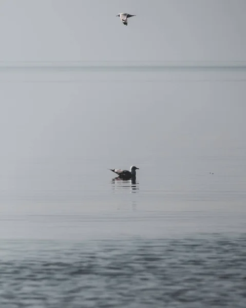 Mouette Volant Dans Ciel — Photo