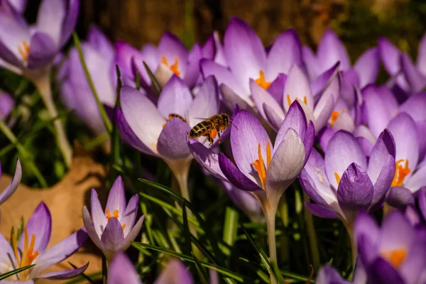 Piękne Purpurowe Kwiaty Krokusa Ogrodzie — Zdjęcie stockowe