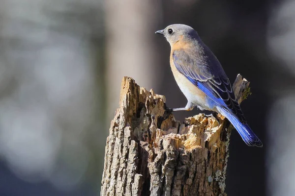 鳥が木の枝に座っていて — ストック写真