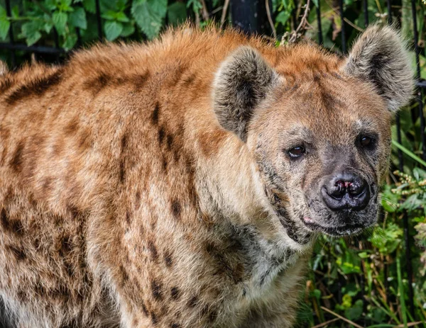 Nahaufnahme Einer Löwin — Stockfoto