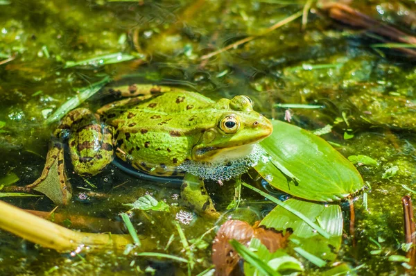 Žába Vodě — Stock fotografie