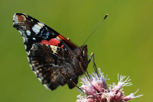 Крупним Планом Красивий Метелик — стокове фото