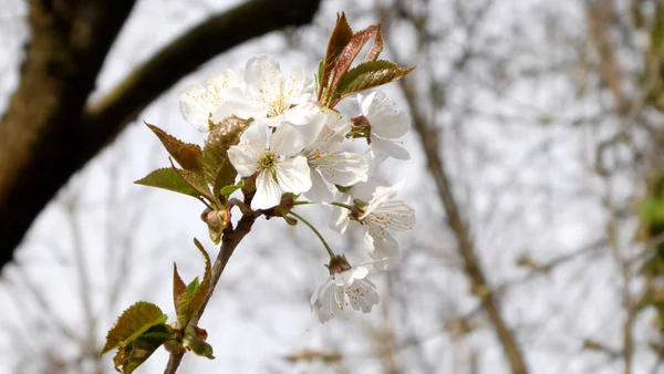 Flor Cereja Branca Primavera — Fotografia de Stock