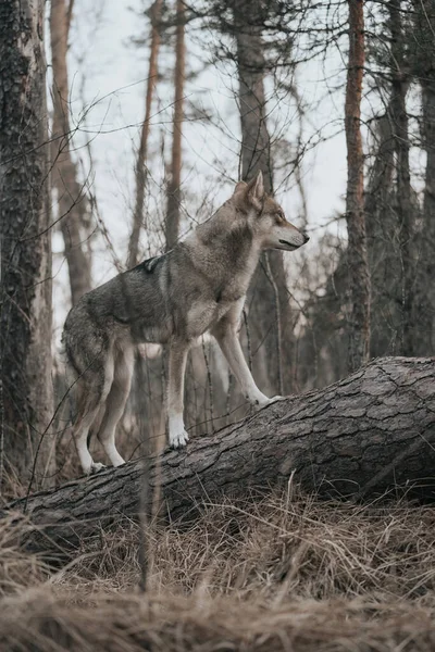 Loup Dans Forêt — Photo