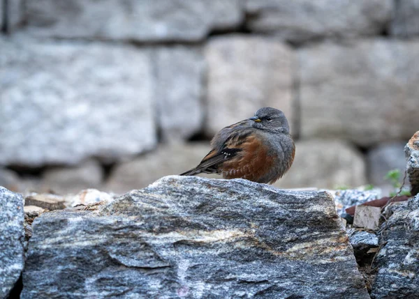 Ein Vogel Sitzt Auf Einem Felsen — Stockfoto