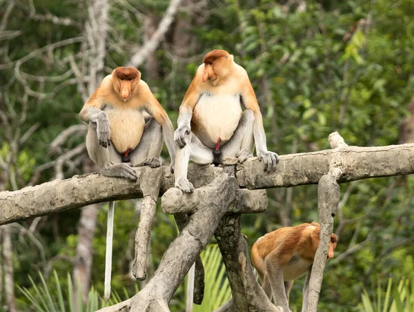 Macacos Zoológico — Fotografia de Stock