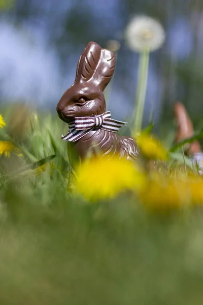 Easter Bunny Chocolate Eggs Flowers — Stock Photo, Image