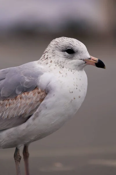 Meeuw Het Strand — Stockfoto