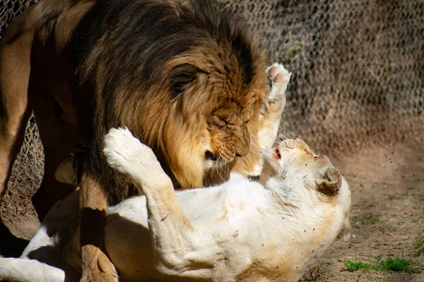 Een Close Shot Van Een Jonge Leeuw Liggend Een Rots — Stockfoto