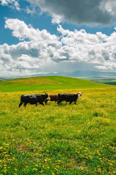 Vacas Pastando Prado Verde — Foto de Stock