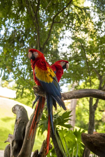 Primer Plano Guacamayo Hermoso —  Fotos de Stock