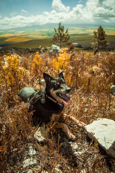 Anjing Hutan Musim Gugur — Stok Foto