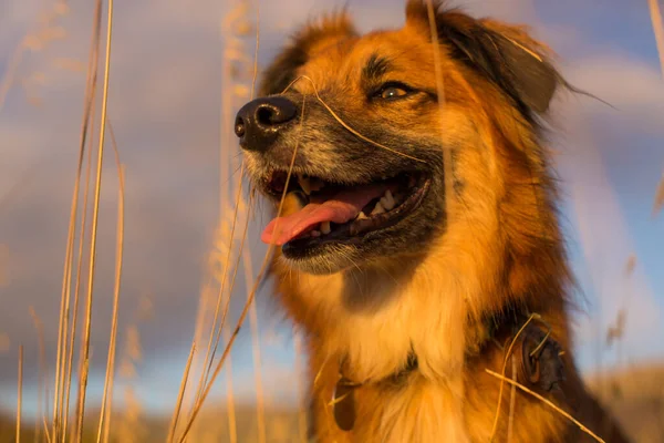 Hund Höstskogen — Stockfoto