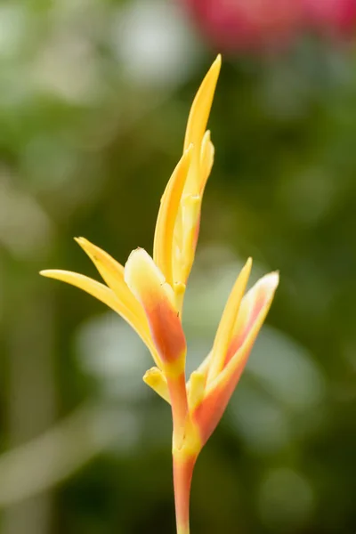 Bellissimo Fiore Giallo Giardino — Foto Stock