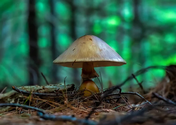 Pilz Wald — Stockfoto