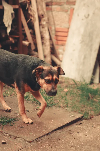 Безпритульний Собака Місті — стокове фото