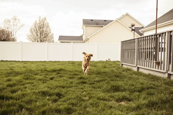 Собака Парке — стоковое фото