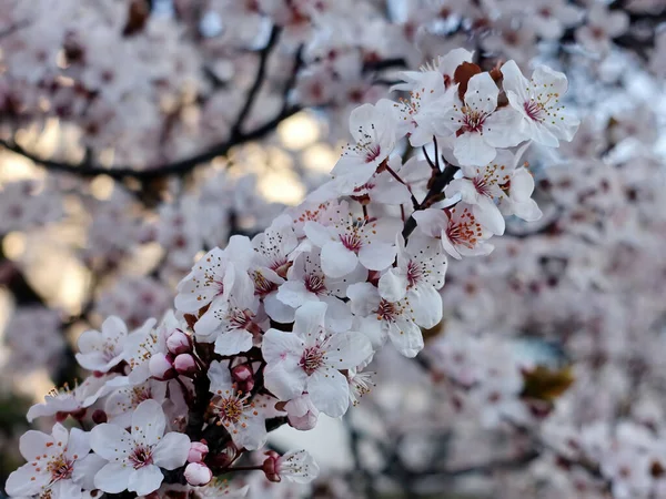 Beautiful Spring Flowers Garden — Stock Photo, Image