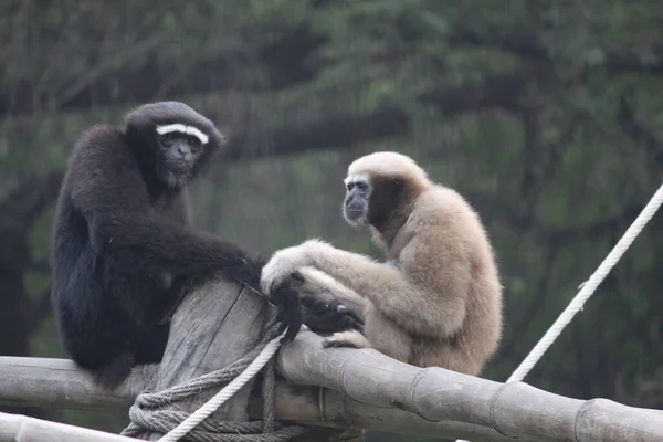Close Black Tail Macaque — Stock fotografie