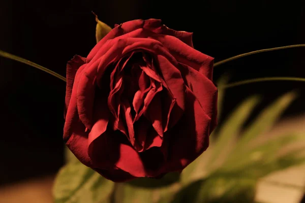 Červená Růže Černém Pozadí — Stock fotografie