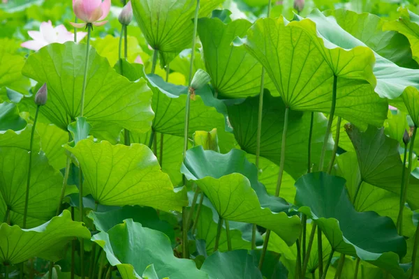 緑の葉蓮の葉 — ストック写真