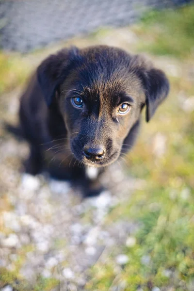 Portrait Cute Dog — Stock Photo, Image