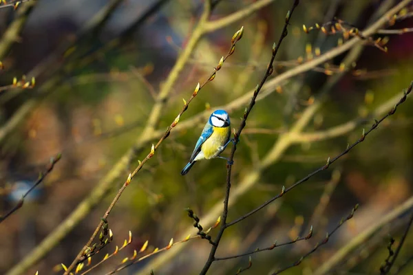 Oiseau Assis Sur Une Branche — Photo