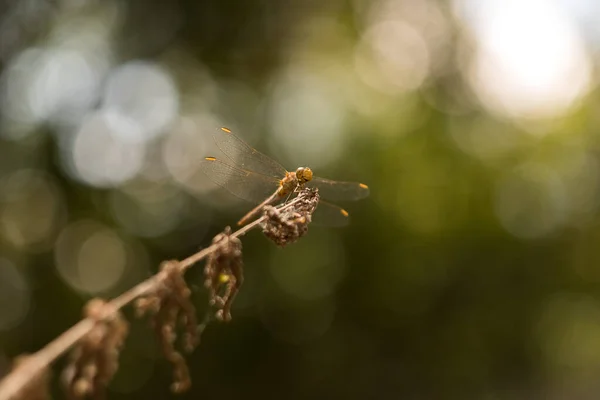 Lähikuva Sudenkorennosta Vihreällä Lehdellä — kuvapankkivalokuva