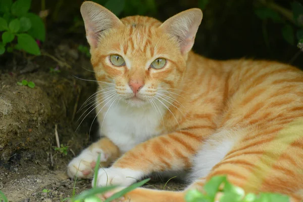 잔디에 앉아있는 고양이 — 스톡 사진