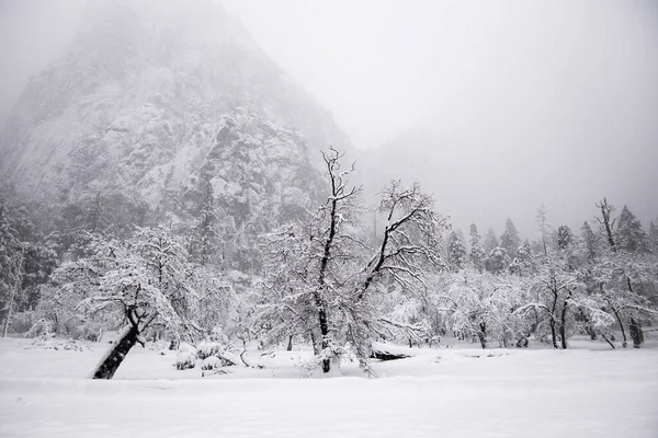 Красивый Зимний Пейзаж Снегом — стоковое фото