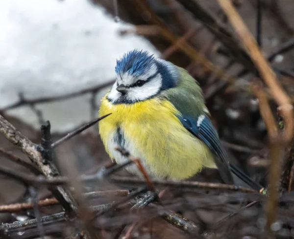 Cute Tit Branch — Φωτογραφία Αρχείου