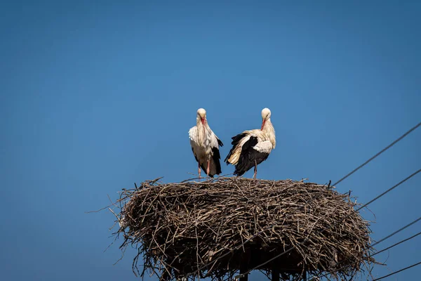 Storch Auf Dem Nest Garten — Stockfoto