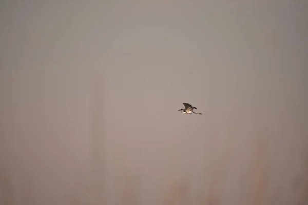 Mouette Volant Dans Ciel — Photo