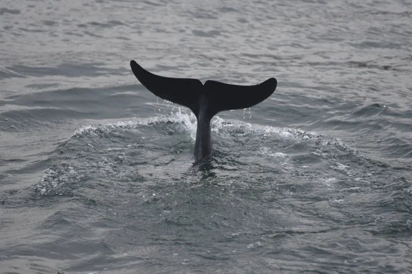 Delfino Nel Mare — Foto Stock