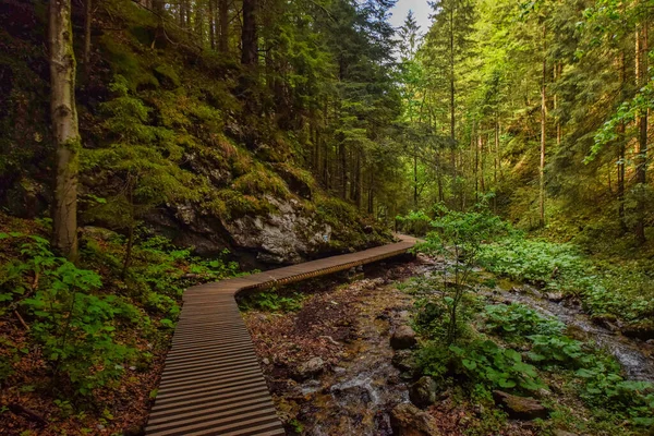 Bella Vista Sul Bosco — Foto Stock